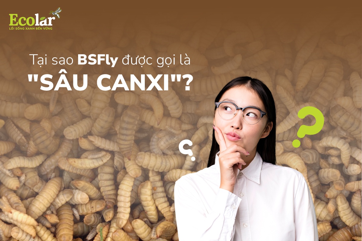 Tại Sao BSFly Được Gọi Là 