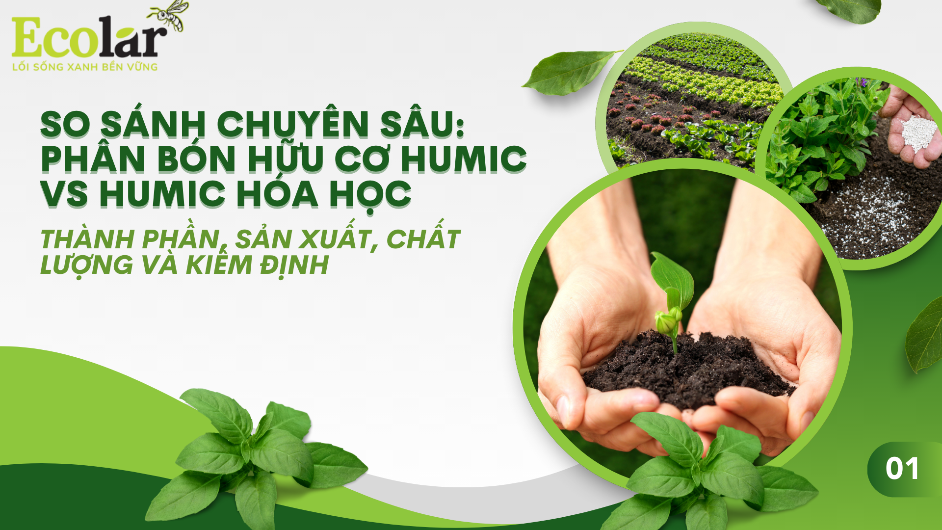 So sánh chuyên sâu: Phân bón hữu cơ humic vs humic hóa học — Thành phần, sản xuất, chất lượng và kiểm định