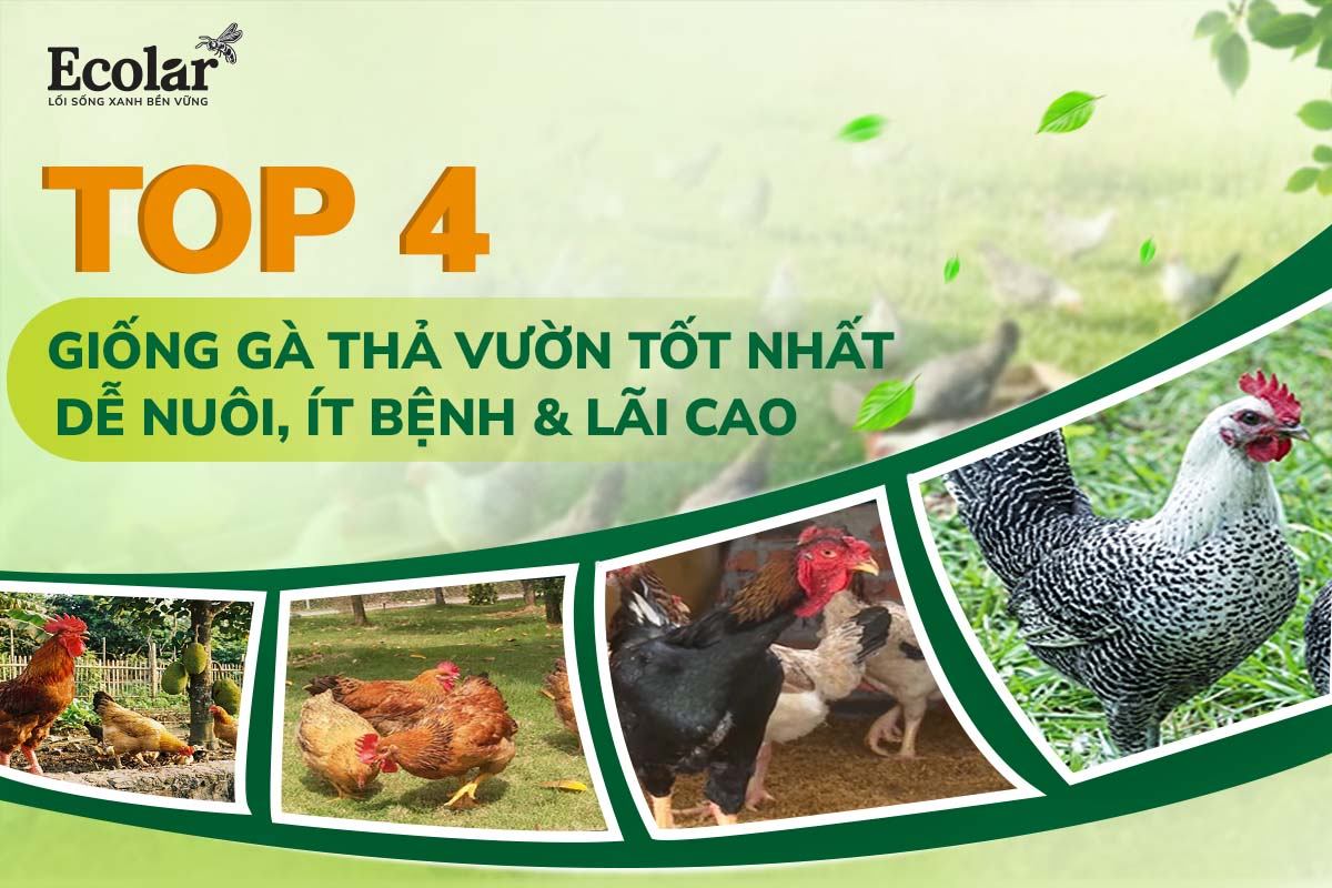 Top 4 Giống Gà Thả Vườn Tốt Nhất: Dễ Nuôi, Ít Bệnh, Lãi Cao