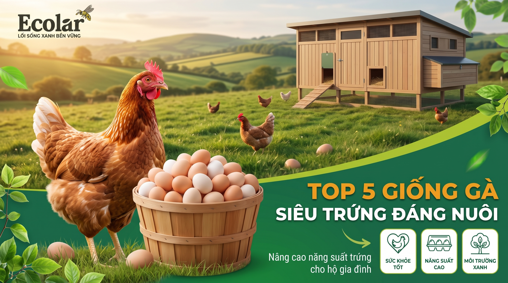 Top 5 Giống Gà Siêu Trứng Đáng Nuôi Nhất Cho Hộ Gia Đình