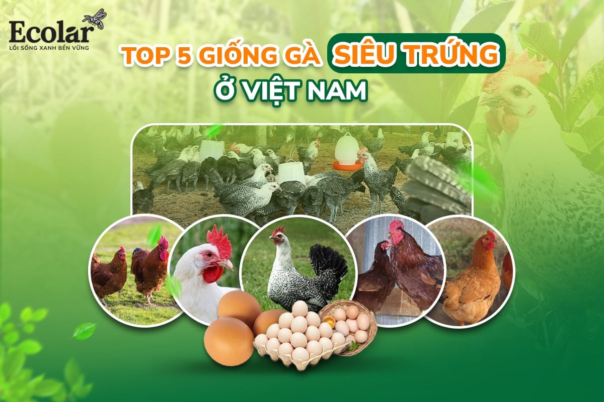 Top 5 Giống Gà Siêu Trứng Ở Việt Nam