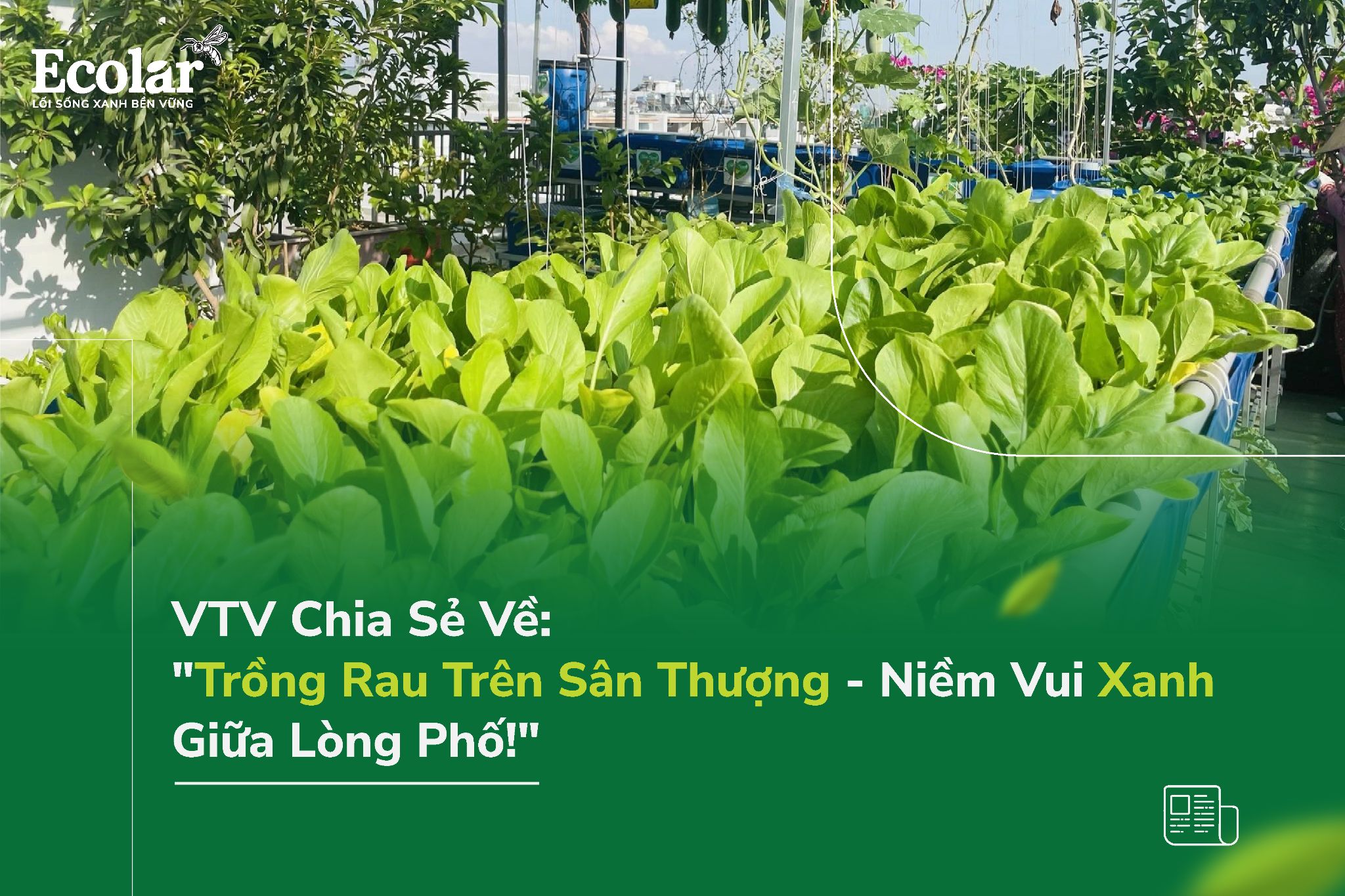 Trồng Rau Trên Sân Thượng - Niềm Vui Xanh Giữa Lòng Phố!
