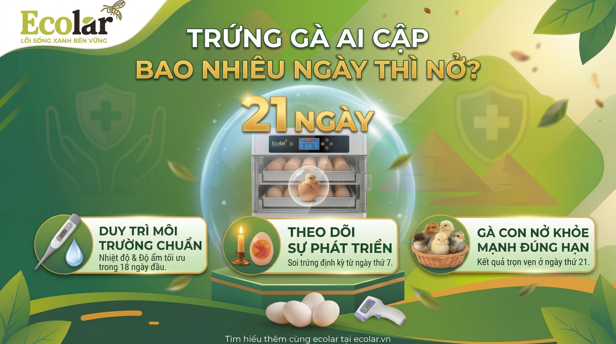 Trứng Gà Ai Cập Bao Nhiêu Ngày Thì Nở? [Đáp Án Chính Xác & Chi Tiết]