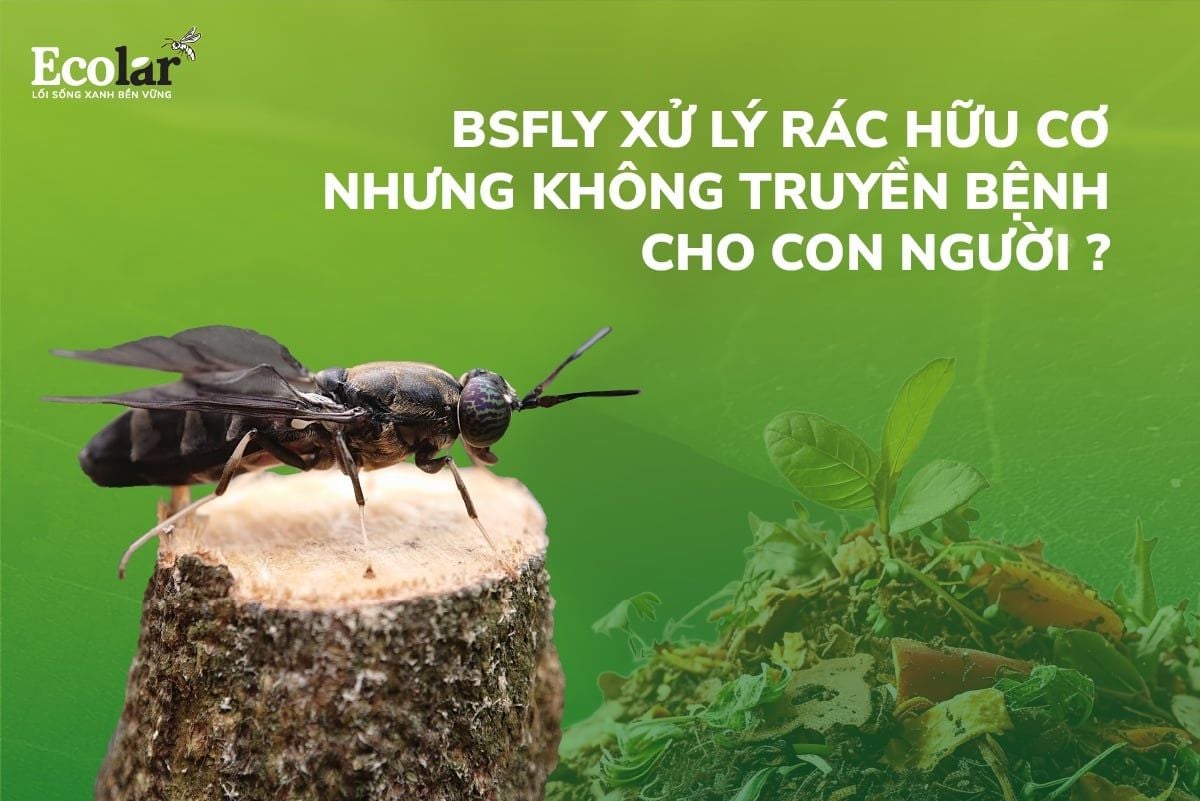 Điều Kỳ Diệu: BSFly Xử Lý Rác Hữu Cơ Nhưng Không Truyền Bệnh Cho Con Người?