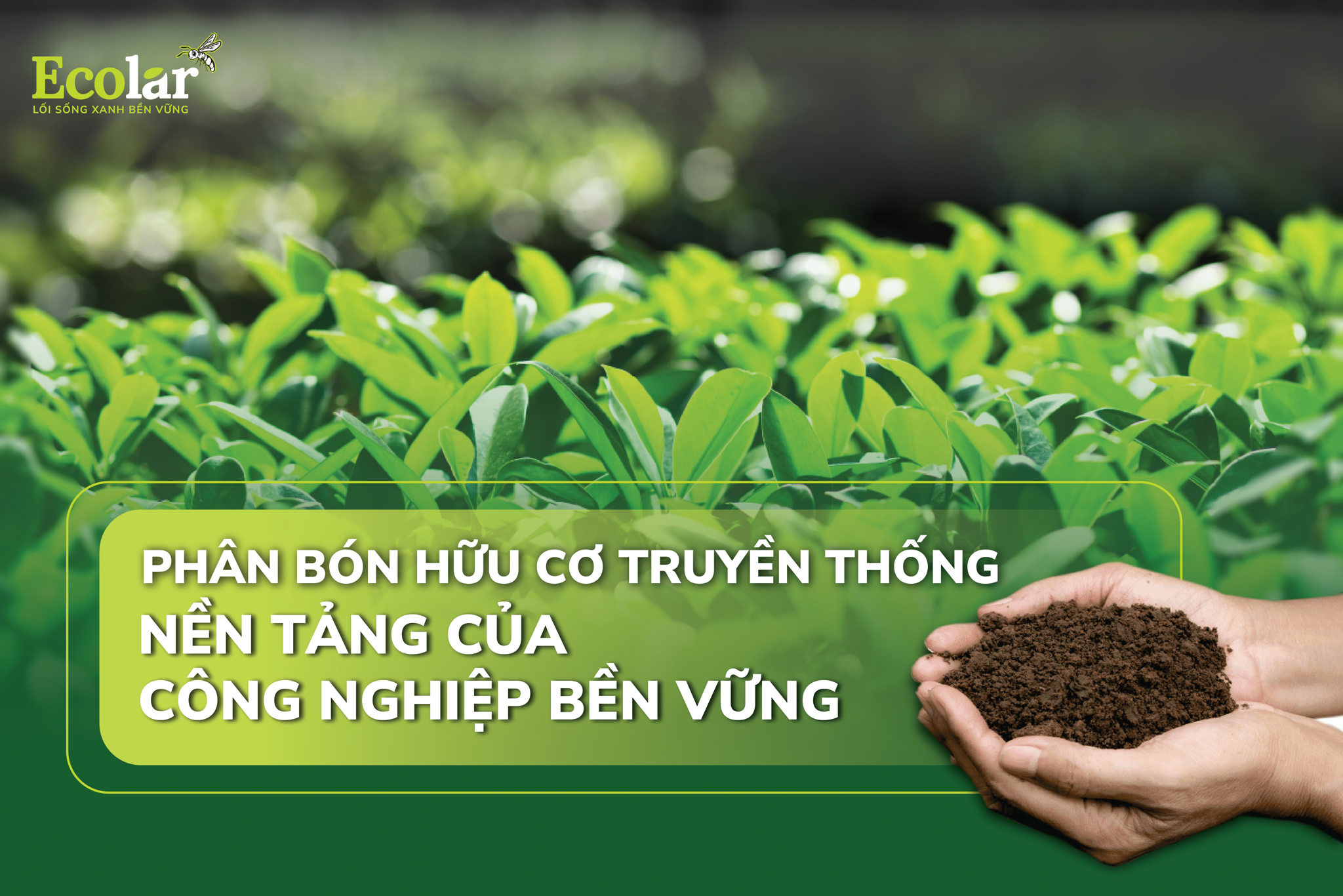 Phân Bón Hữu Cơ Truyền Thống: Nền Tảng Của Nông Nghiệp Bền Vững