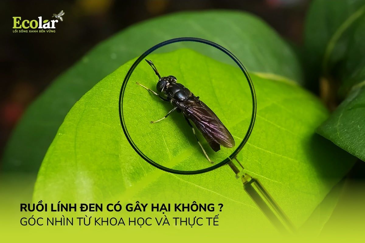 Ruồi Lính Đen Có Hại Không? Góc Nhìn Từ Khoa Học Và Thực Tế