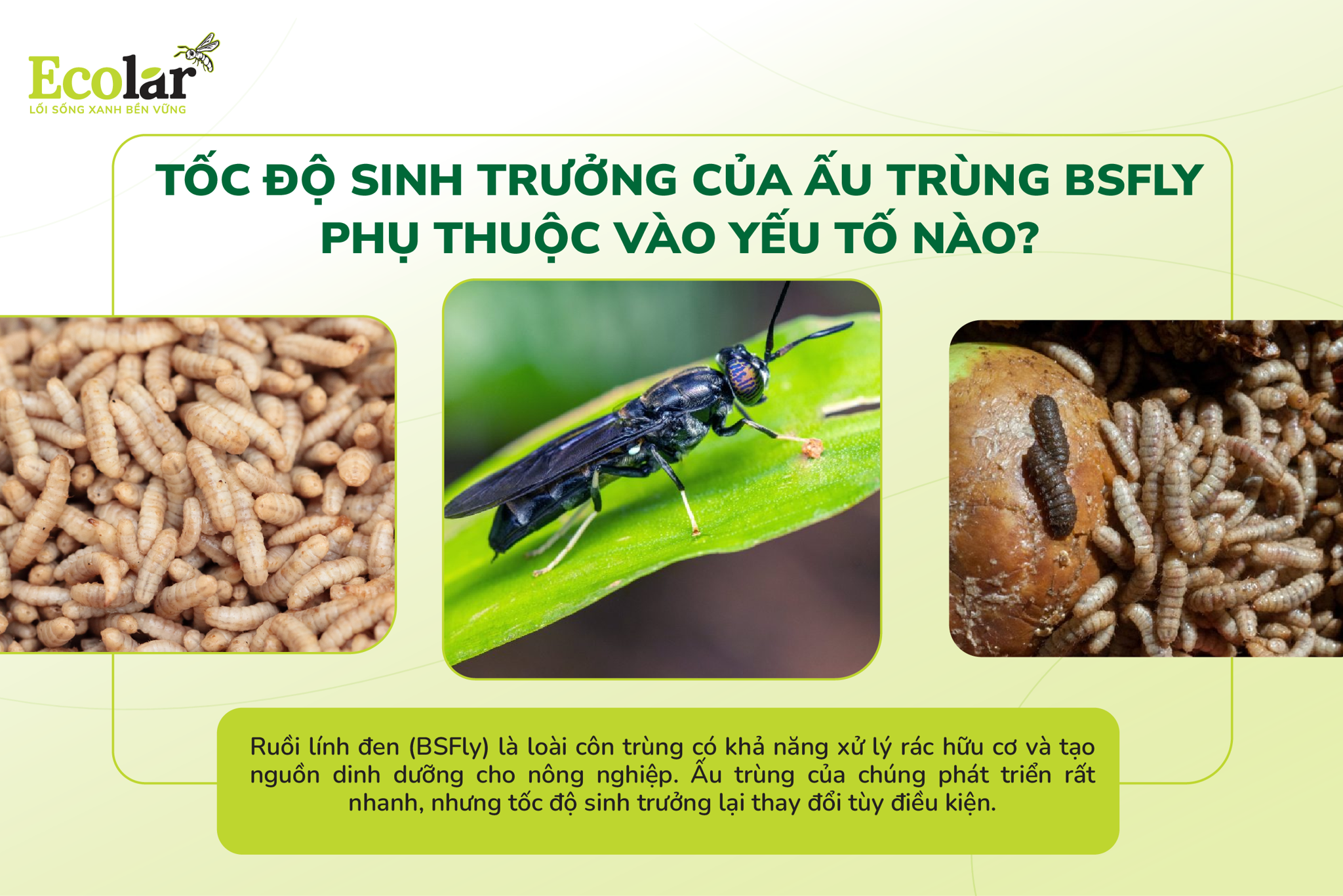 Tốc Độ Sinh Trưởng Của Ấu Trùng BSFly Phụ Thuộc Vào Yếu Tố Nào?