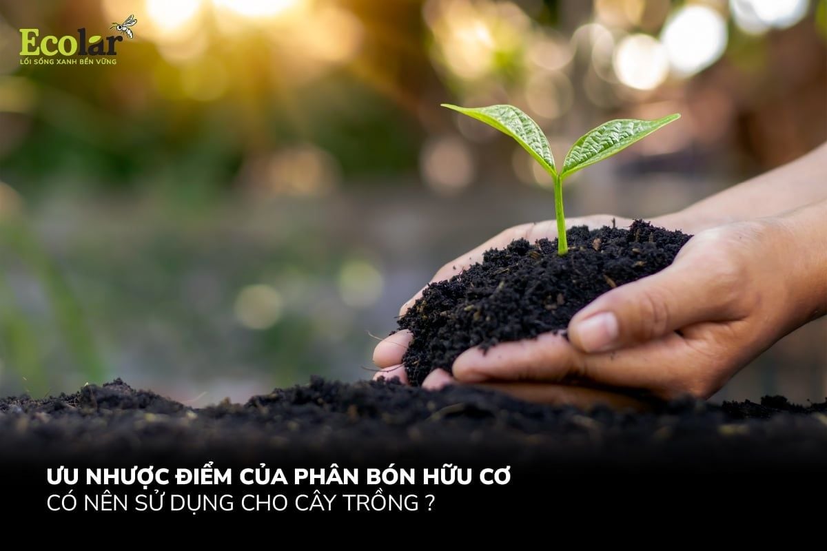 Ưu Nhược Điểm Của Phân Bón Hữu Cơ - Có Nên Sử Dụng Cho Cây Trồng?
