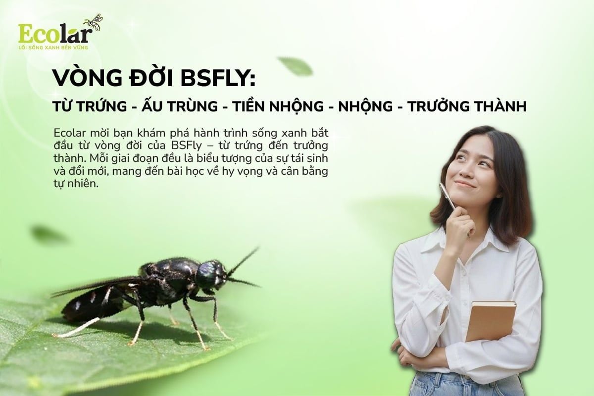 Vòng Đời BSFly: Từ trứng – Ấu Trùng – Tiền Nhộng – Nhộng – Trưởng Thành