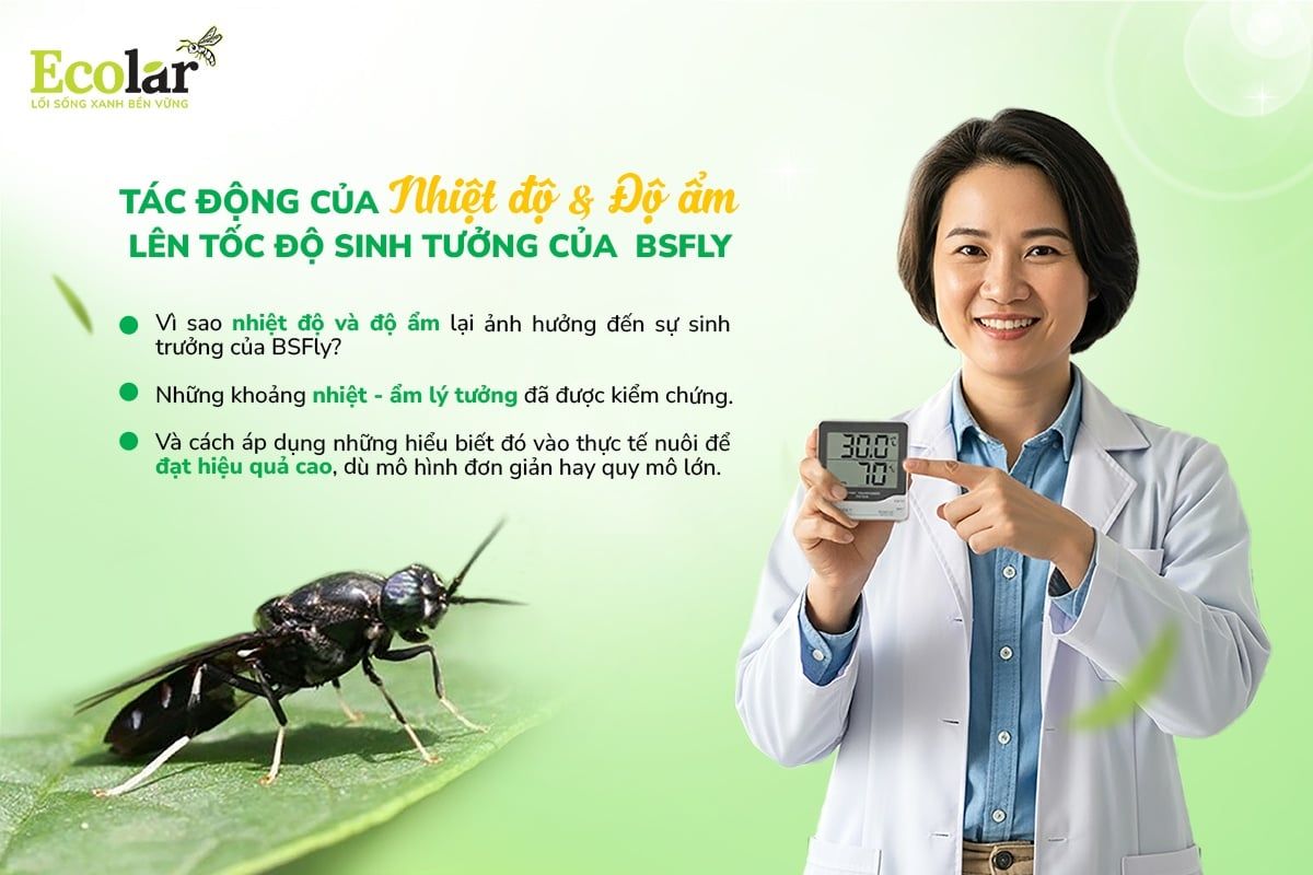 Tác Động Của Nhiệt Độ Và Độ Ẩm Lên Tốc Độ Sinh Trưởng Của BSFly