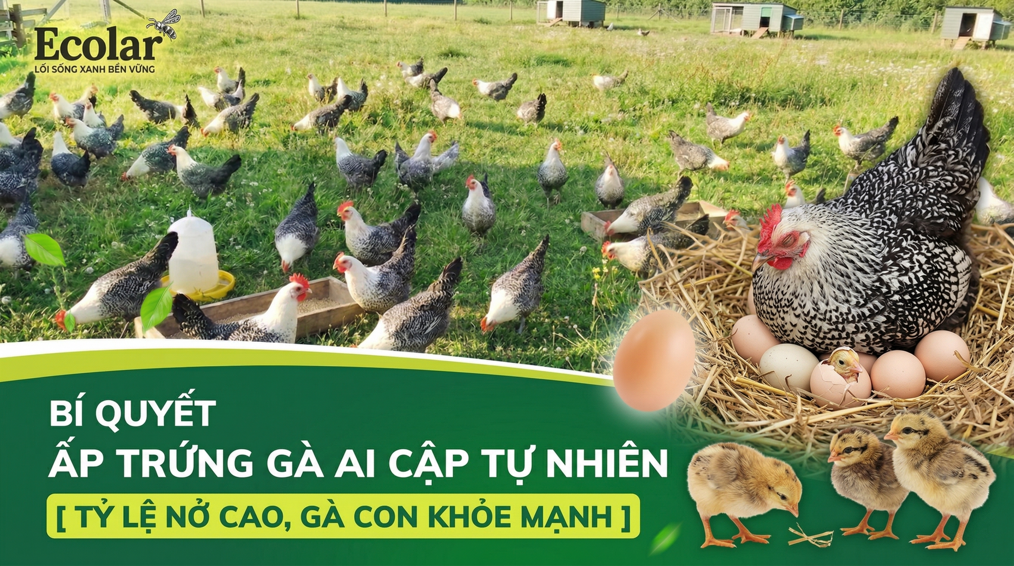 Ấp Trứng Gà Ai Cập Tự Nhiên Bằng Gà Mái: Hướng Dẫn Chi Tiết Cho Tỷ Lệ Nở Cao