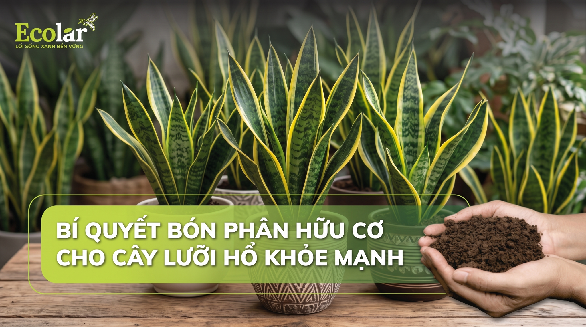 Phân Hữu Cơ Cho Cây Lưỡi Hổ: Hướng Dẫn Chọn Loại Tốt Nhất & Cách Bón Đúng Chuẩn