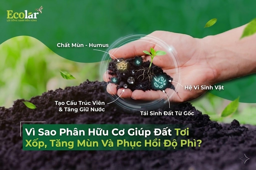 Vì Sao Phân Hữu Cơ Giúp Đất Tơi Xốp, Tăng Mùn Và Phục Hồi Độ Phì?