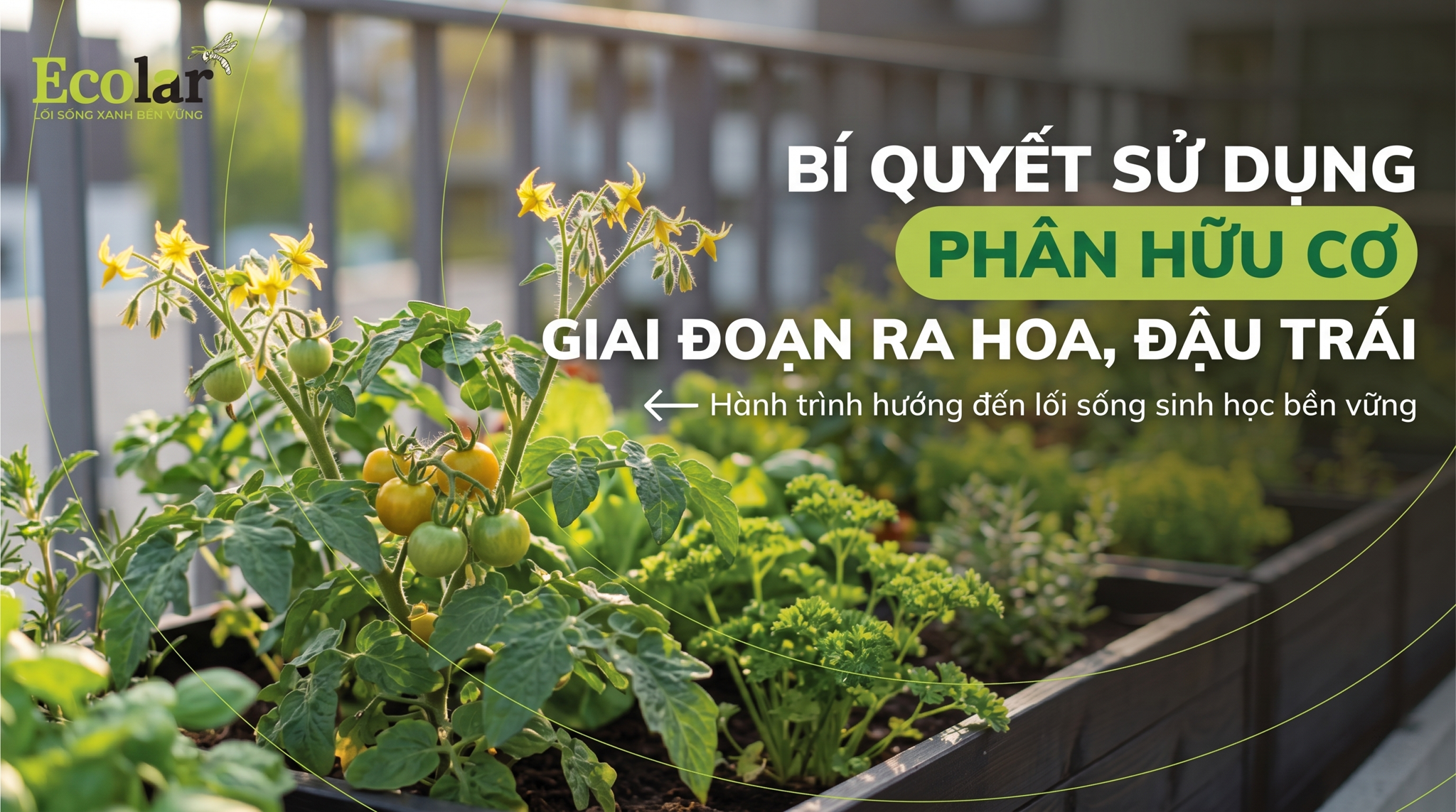 Cách sử dụng phân hữu cơ khi cây ra hoa và đậu trái (Hướng dẫn theo nguyên tắc, không liều lượng cụ thể)