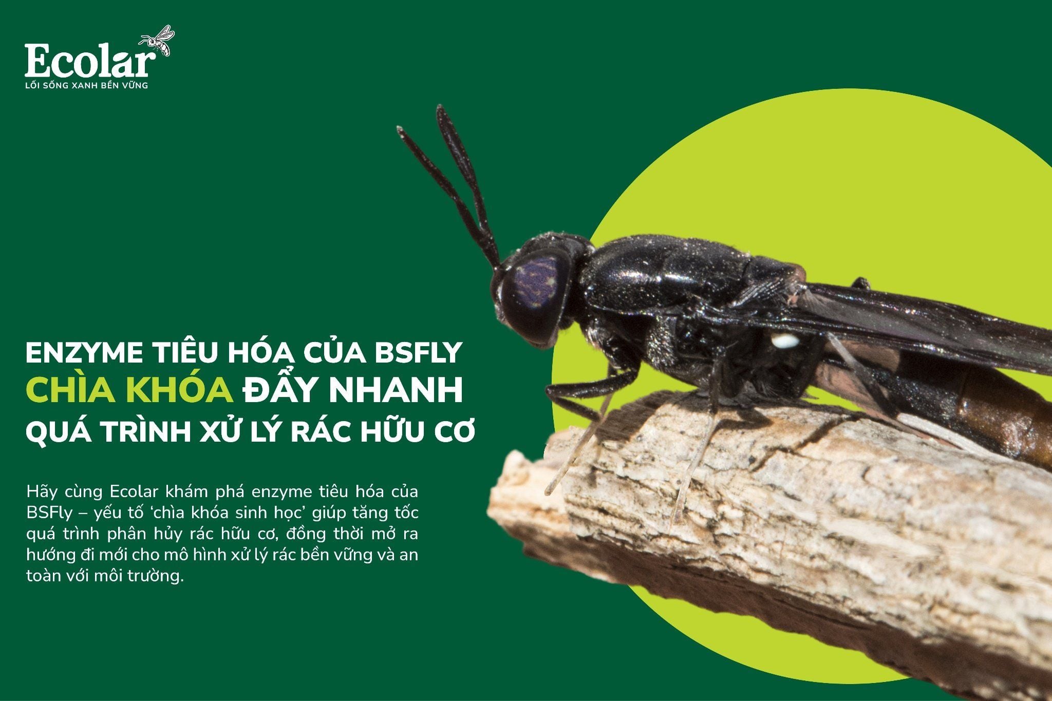 Enzyme Tiêu Hóa Của BSFly – Chìa Khóa Đẩy Nhanh Quá Trình Xử Lý Rác Hữu Cơ