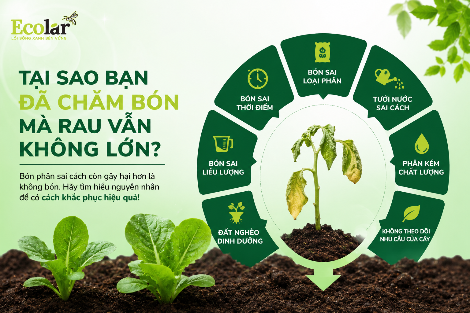 Tại Sao Bạn Đã Chăm Bón Mà Rau Vẫn Không Lớn?