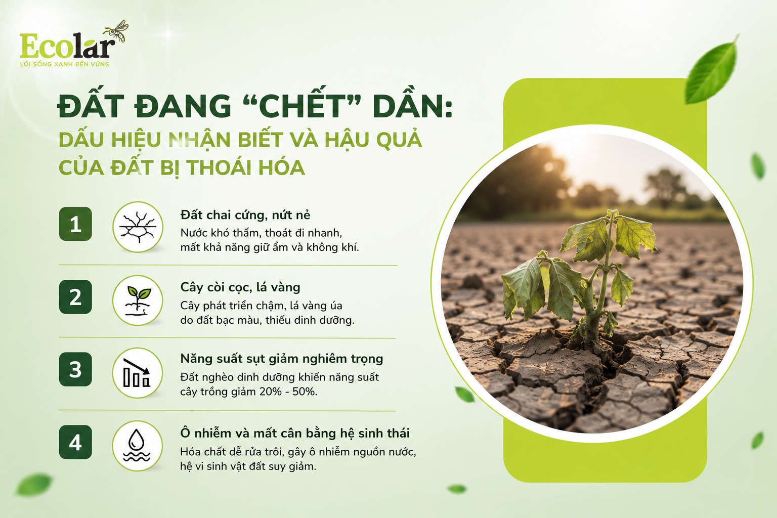 Đất đang 'chết' dần: Dấu hiệu nhận biết và hậu quả của đất bị thoái hóa