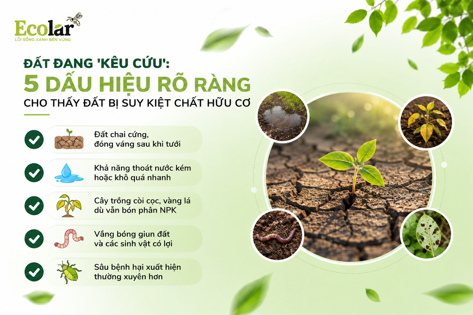 Đất Đang 'Kêu Cứu': 5 Dấu Hiệu Rõ Ràng Cho Thấy Đất Bị Suy Kiệt Chất Hữu Cơ