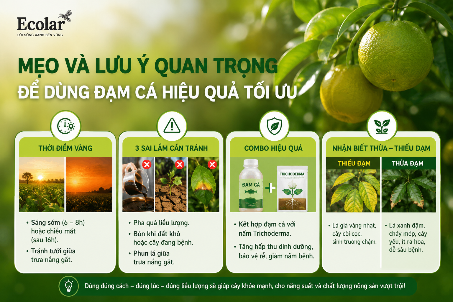 Công Thức Vàng: Liều Lượng Đạm Cá Chuẩn Cho Từng Giai Đoạn Sinh Trưởng