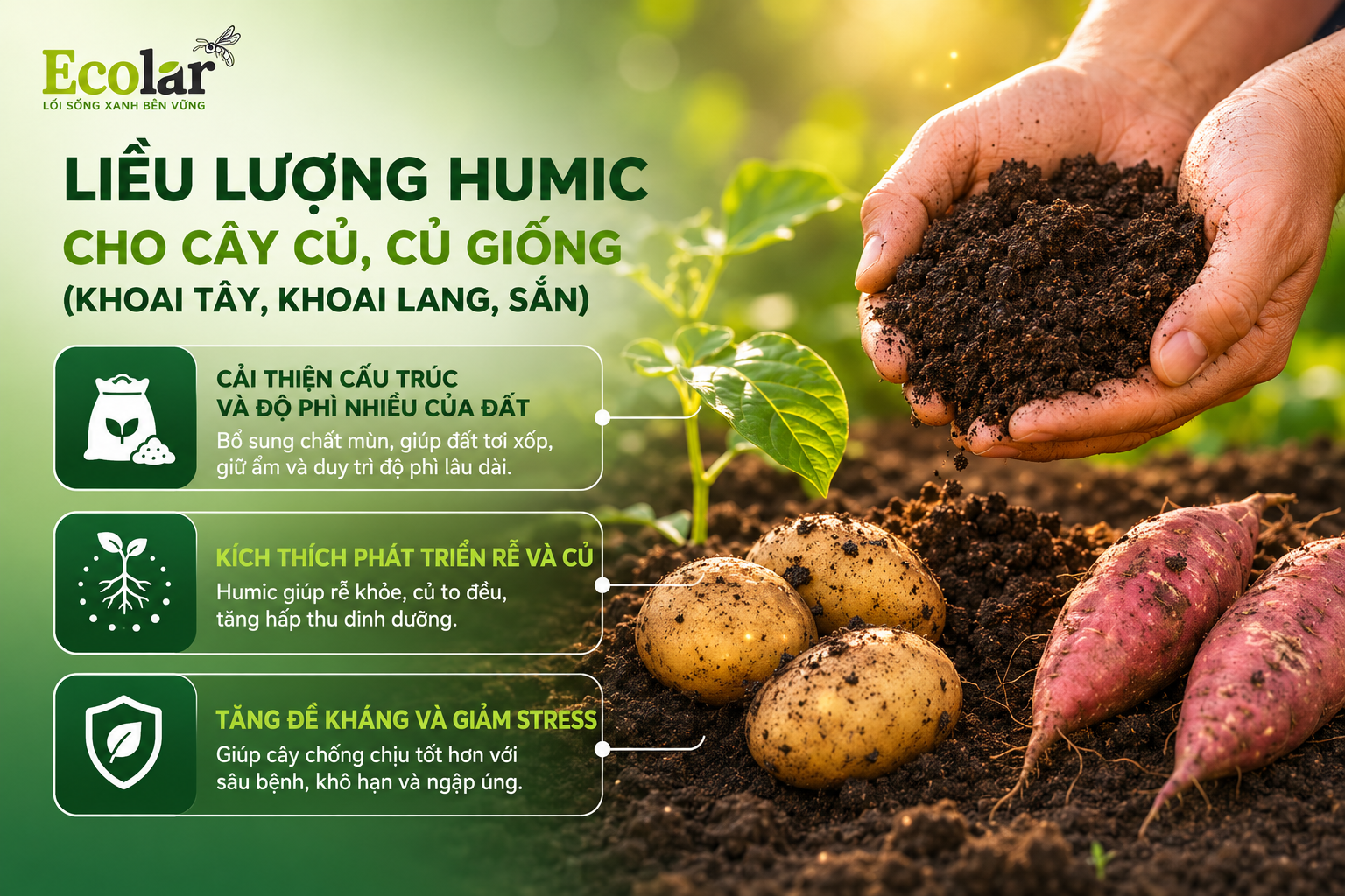 Liều lượng humic cho cây củ, củ giống (khoai tây, khoai lang, sắn)