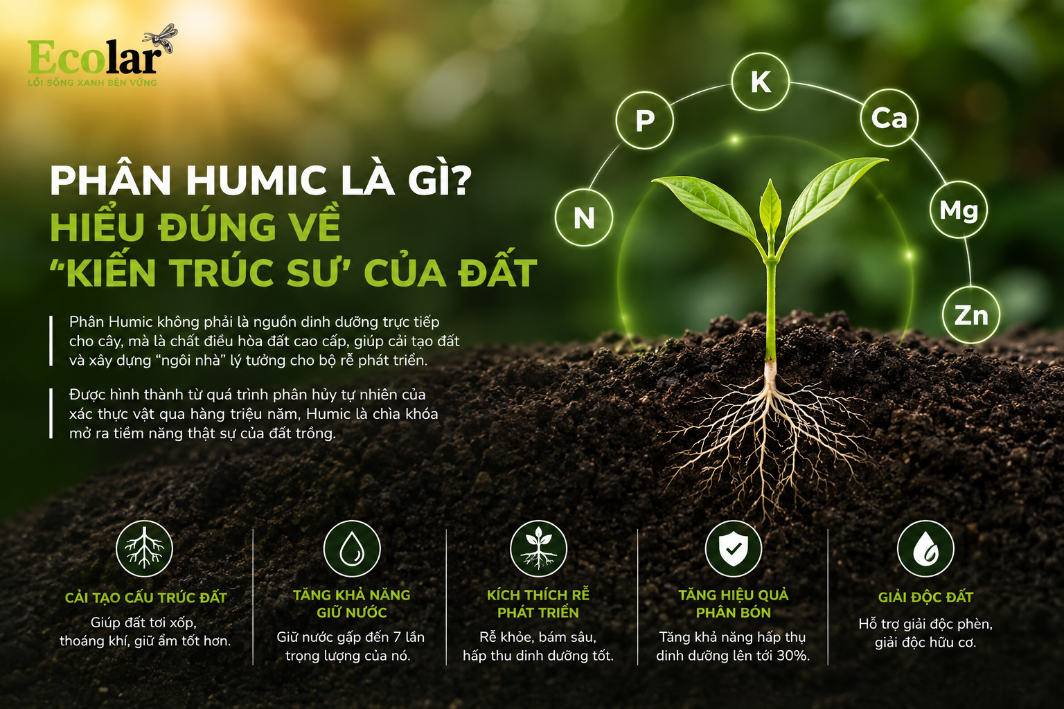 Phân Humic là gì? Hiểu đúng về 'Kiến trúc sư' của đất
