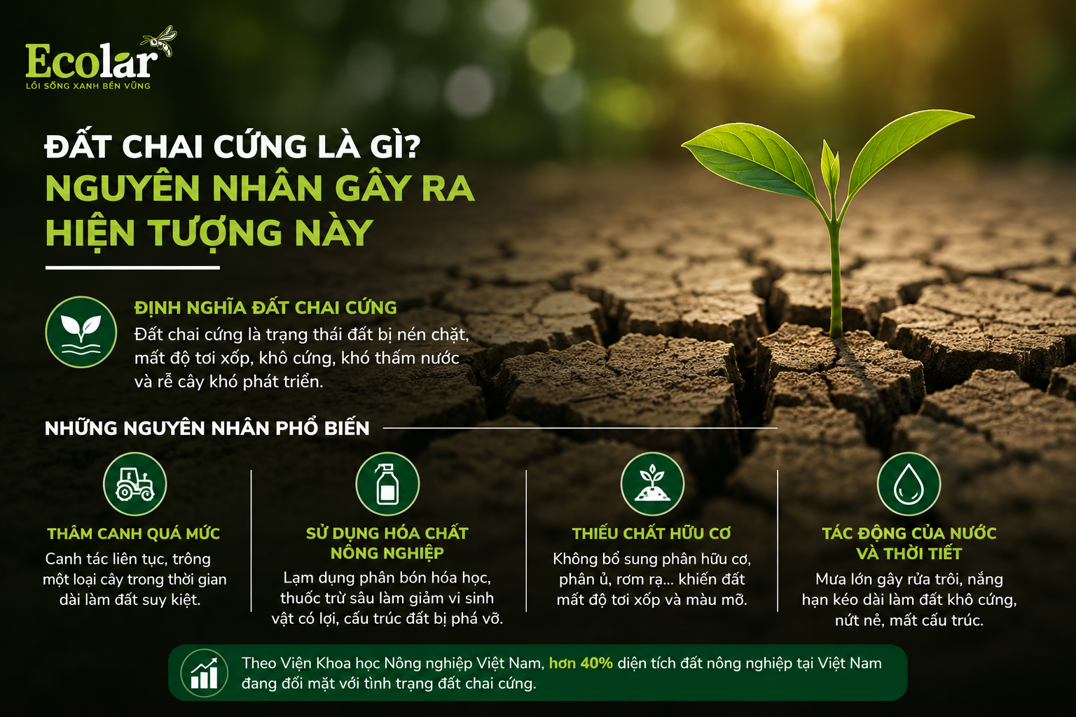 Đất Chai Cứng Là Gì? Nguyên Nhân Gây Ra Hiện Tượng Này