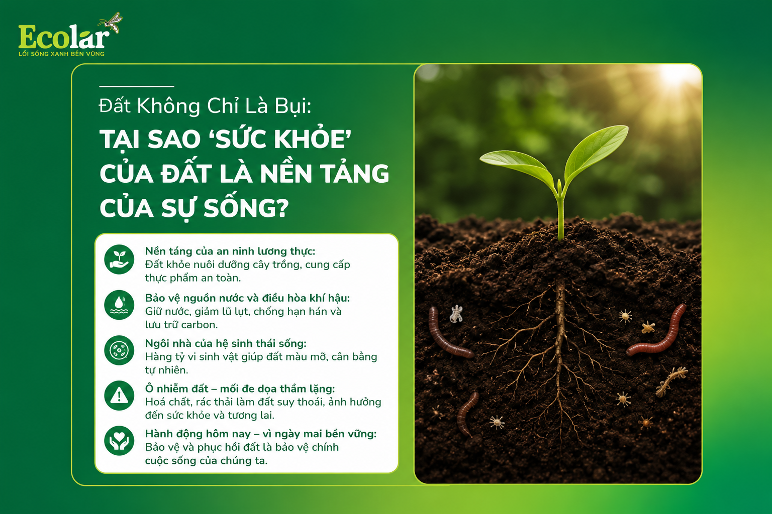 Đất Không Chỉ Là Bụi: Tại Sao 'Sức Khỏe' Của Đất Là Nền Tảng Của Sự Sống?