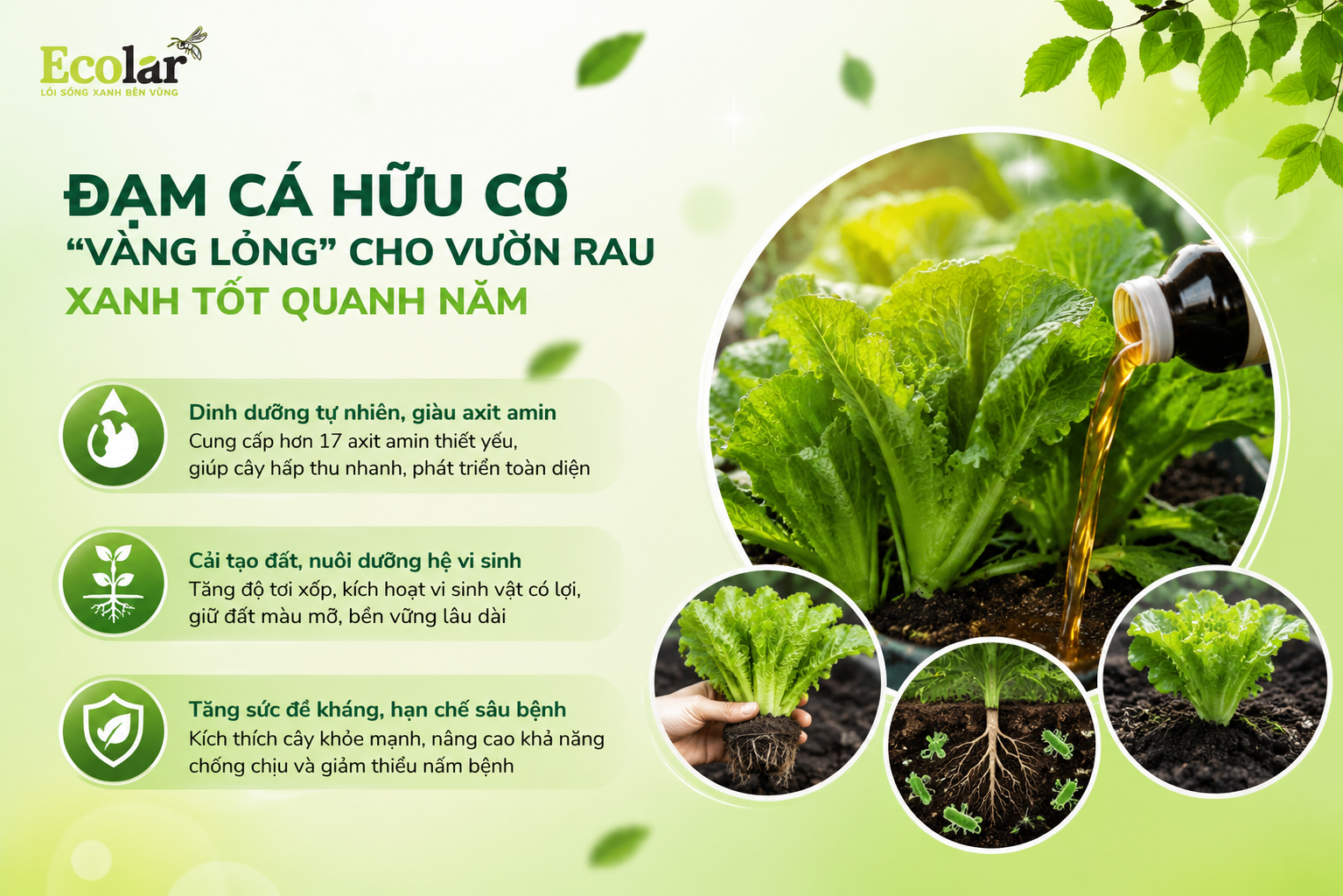 Đạm Cá Hữu Cơ: 