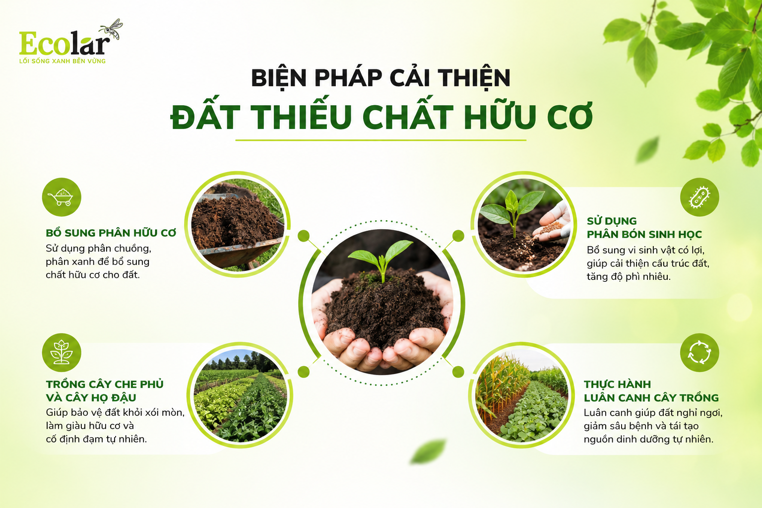 Biện Pháp Cải Thiện Đất Thiếu Chất Hữu Cơ