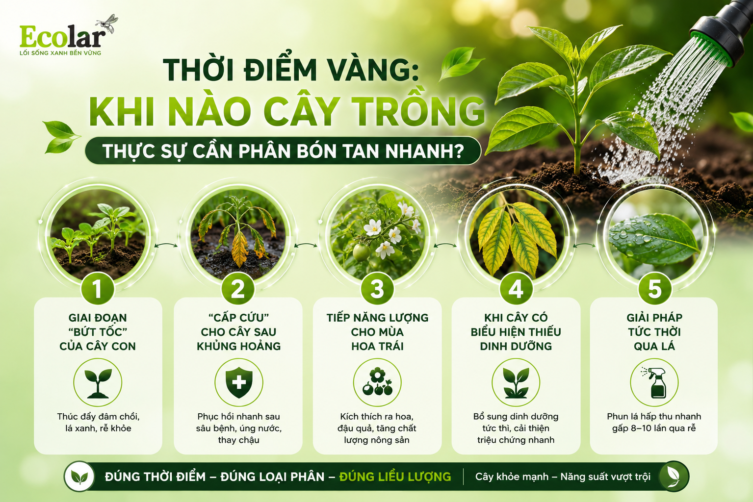 Thời Điểm Vàng: Khi Nào Cây Trồng Thực Sự Cần Phân Bón Tan Nhanh?