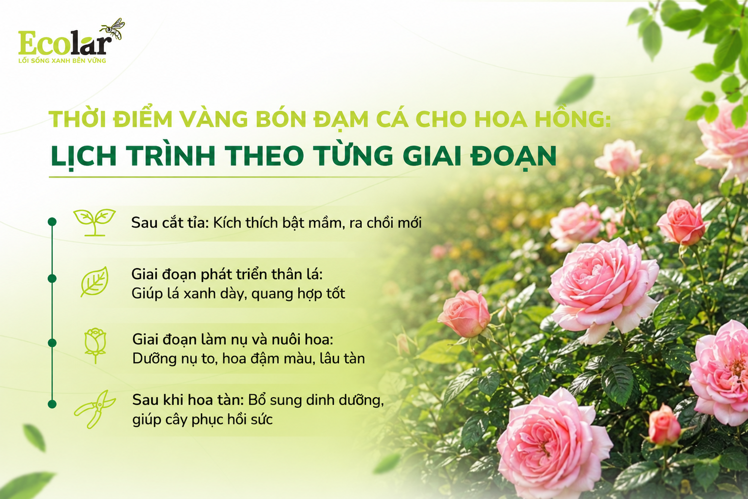 Thời Điểm Vàng Bón Đạm Cá Cho Hoa Hồng: Lịch Trình Theo Từng Giai Đoạn