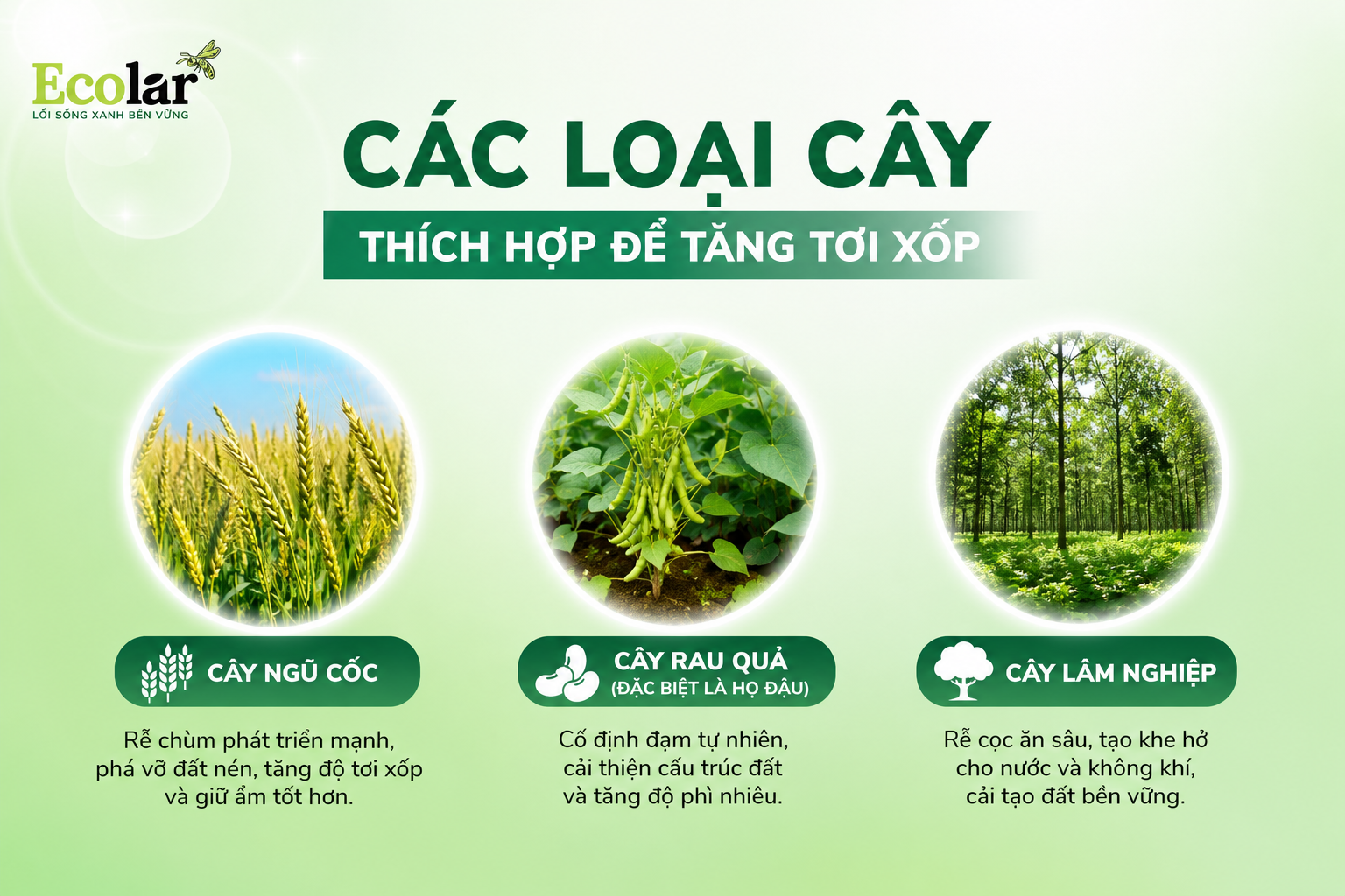 Các Loại Cây Thích Hợp Để Tăng Tơi Xốp