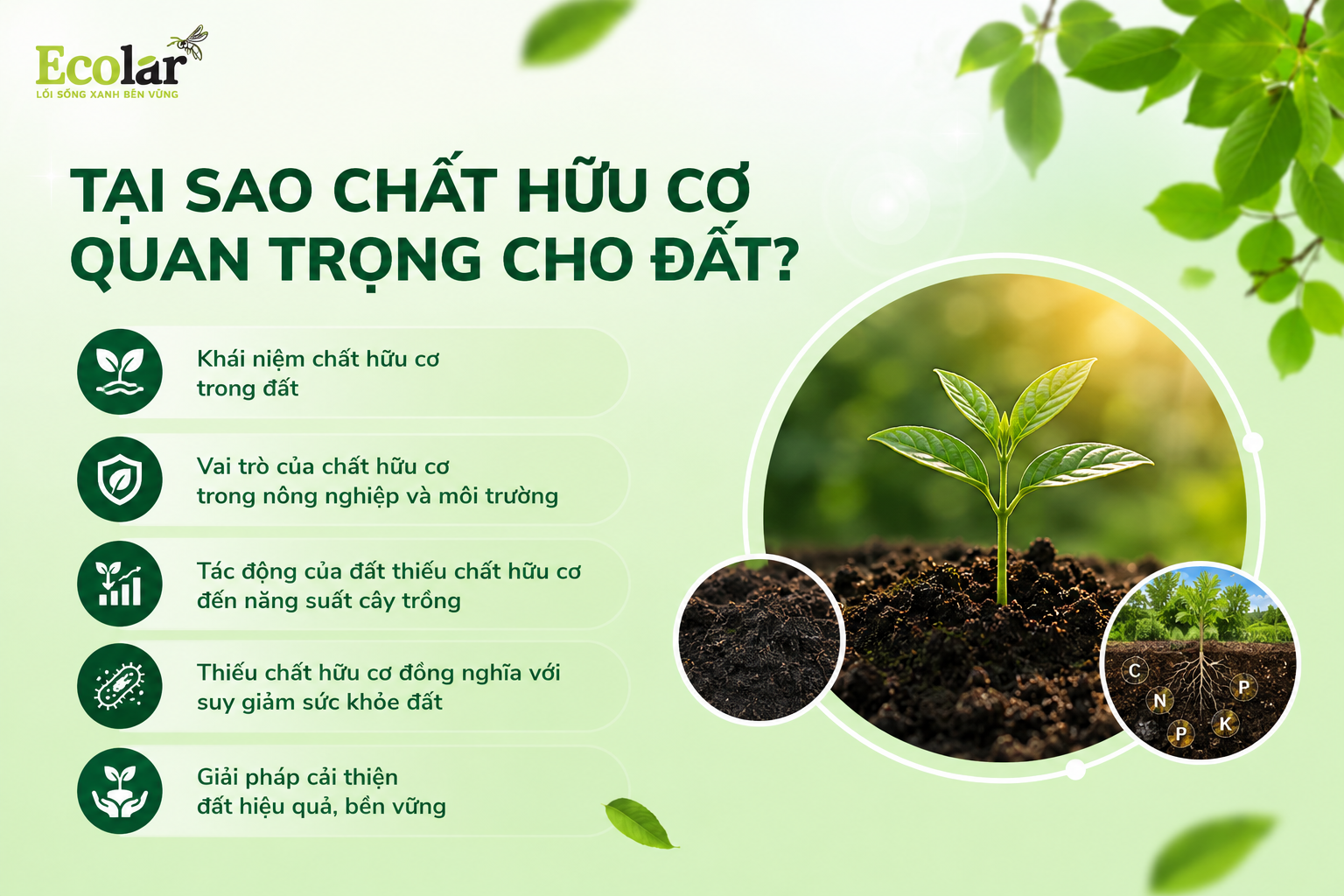 Tại Sao Chất Hữu Cơ Quan Trọng Cho Đất?