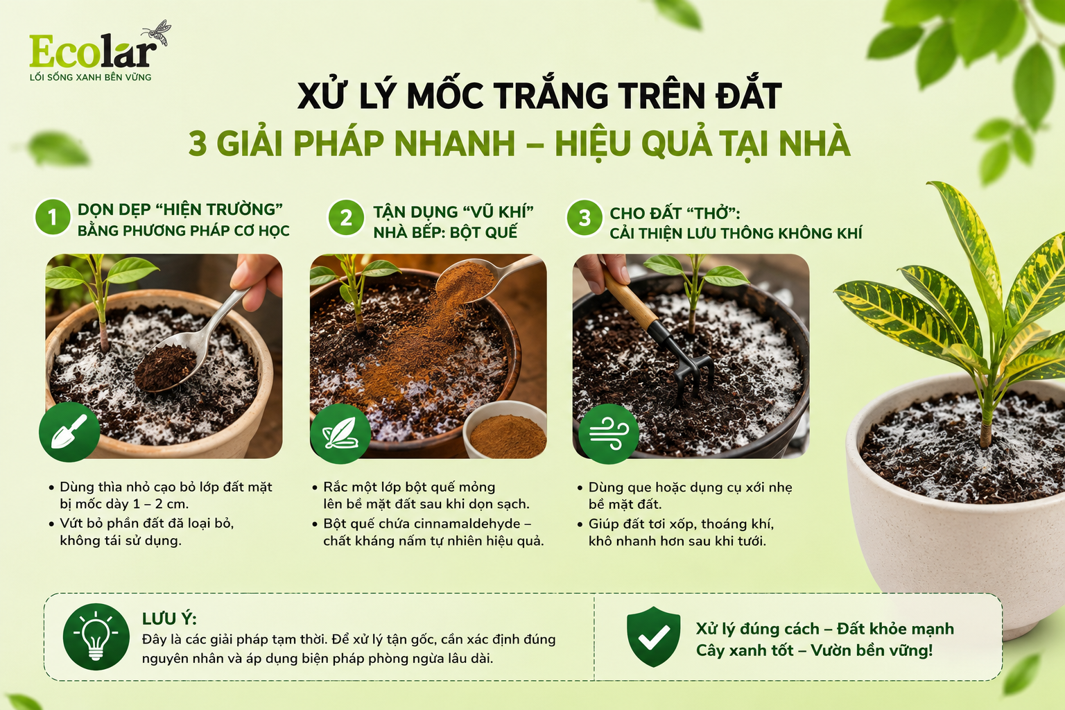Giải Mã Nguyên Nhân: 4 Thủ Phạm Chính Khiến Đất Trồng Bị Mốc Trắng
