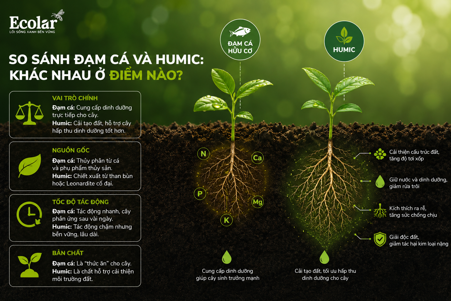 Axit Humic: 'Kiến Trúc Sư' Cải Tạo Đất & Tối Ưu Dinh Dưỡng