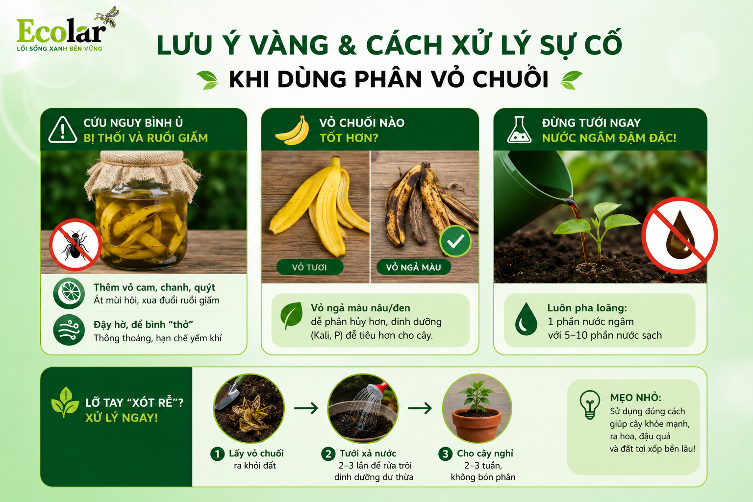Lưu Ý Vàng & Cách Xử Lý Sự Cố Khi Dùng Phân Vỏ Chuối