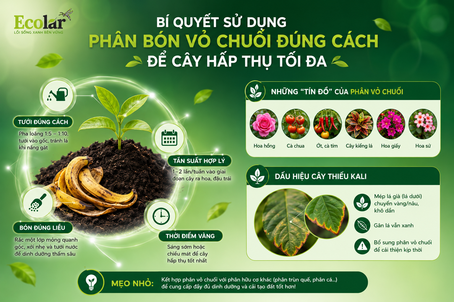 Bí Quyết Sử Dụng Phân Bón Vỏ Chuối Đúng Cách Để Cây Hấp Thụ Tối Đa