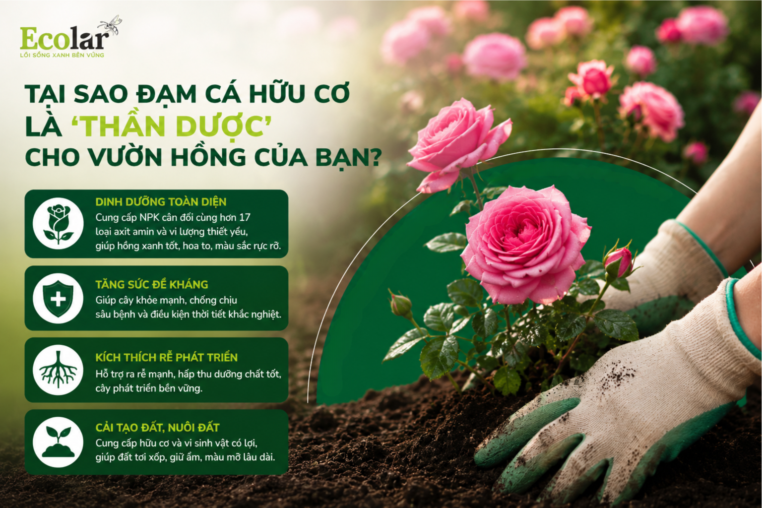 Tại Sao Đạm Cá Hữu Cơ Là 'Thần Dược' Cho Vườn Hồng Của Bạn?