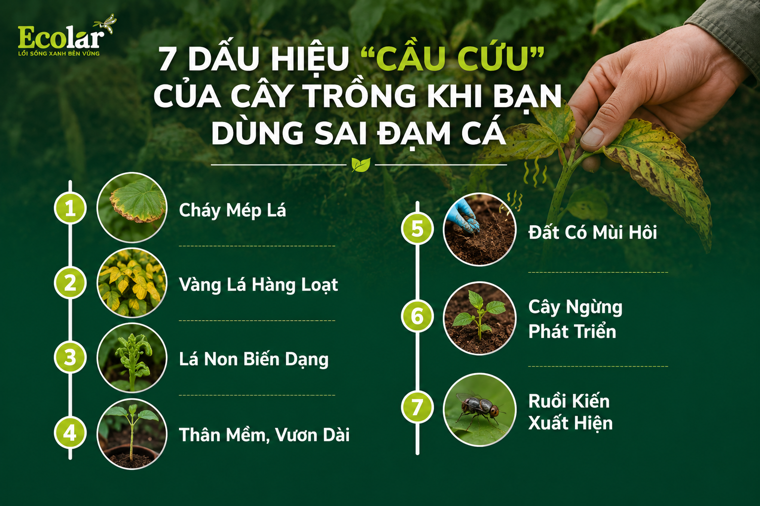 7 Dấu Hiệu 'Cầu Cứu' Của Cây Trồng Khi Bạn Dùng Sai Đạm Cá