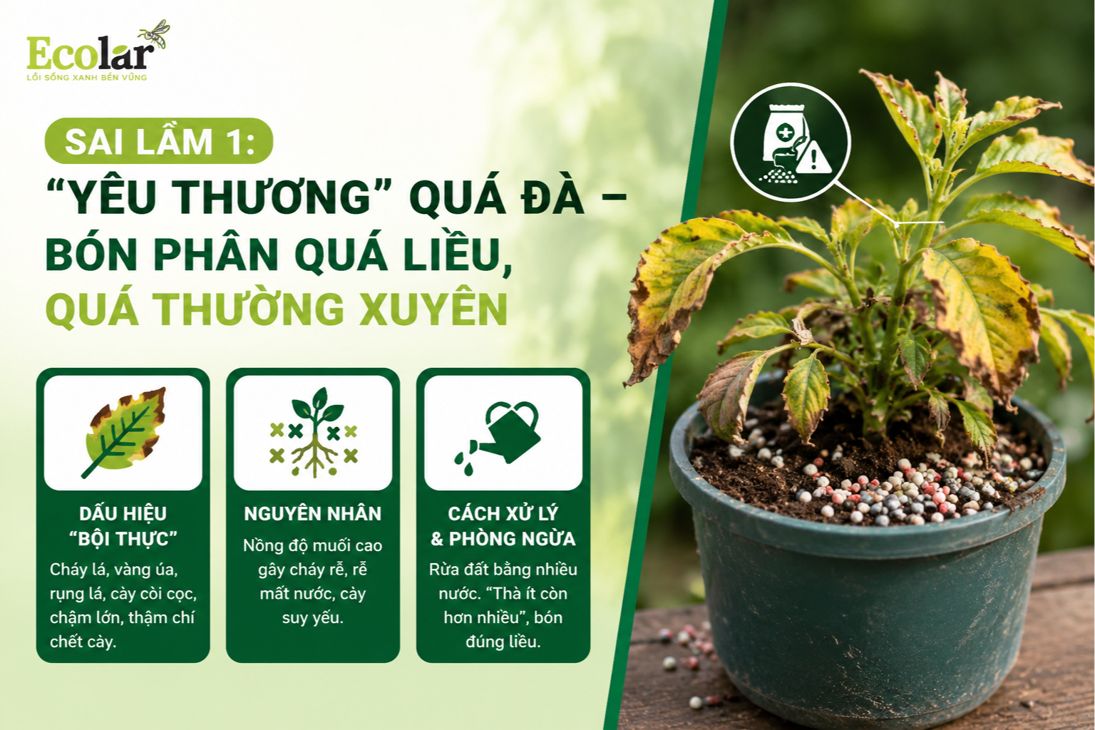 Sai Lầm 1: 'Yêu Thương' Quá Đà - Bón Phân Quá Liều, Quá Thường Xuyên