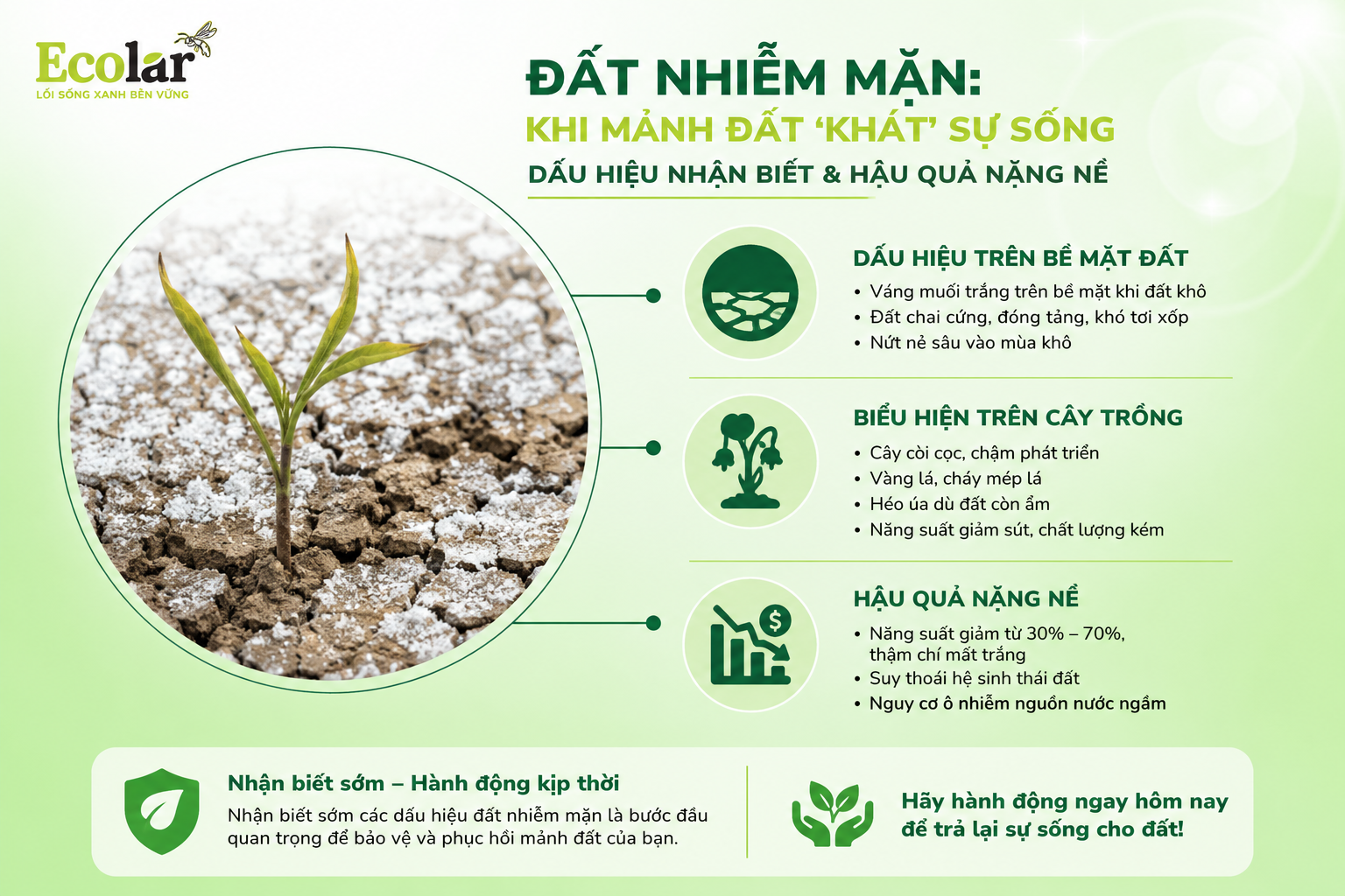 Đất Nhiễm Mặn: Khi Mảnh Đất 'Khát' Sự Sống - Dấu Hiệu Nhận Biết & Hậu Quả Nặng Nề