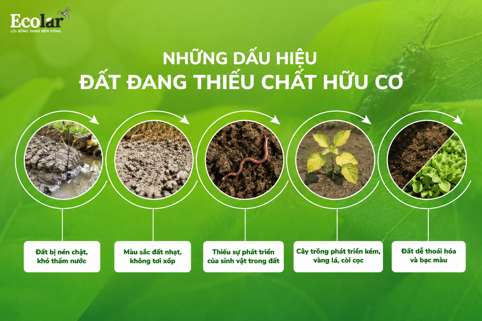 Những Dấu Hiệu Đất Đang Thiếu Chất Hữu Cơ
