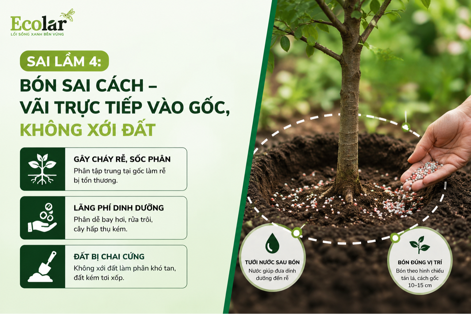 Sai Lầm 4: Bón Sai Cách - Vãi Trực Tiếp Vào Gốc, Không Xới Đất