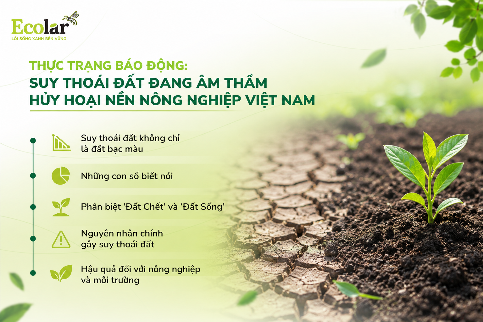 Thực Trạng Báo Động: Suy Thoái Đất Đang Âm Thầm Hủy Hoại Nền Nông Nghiệp Việt Nam
