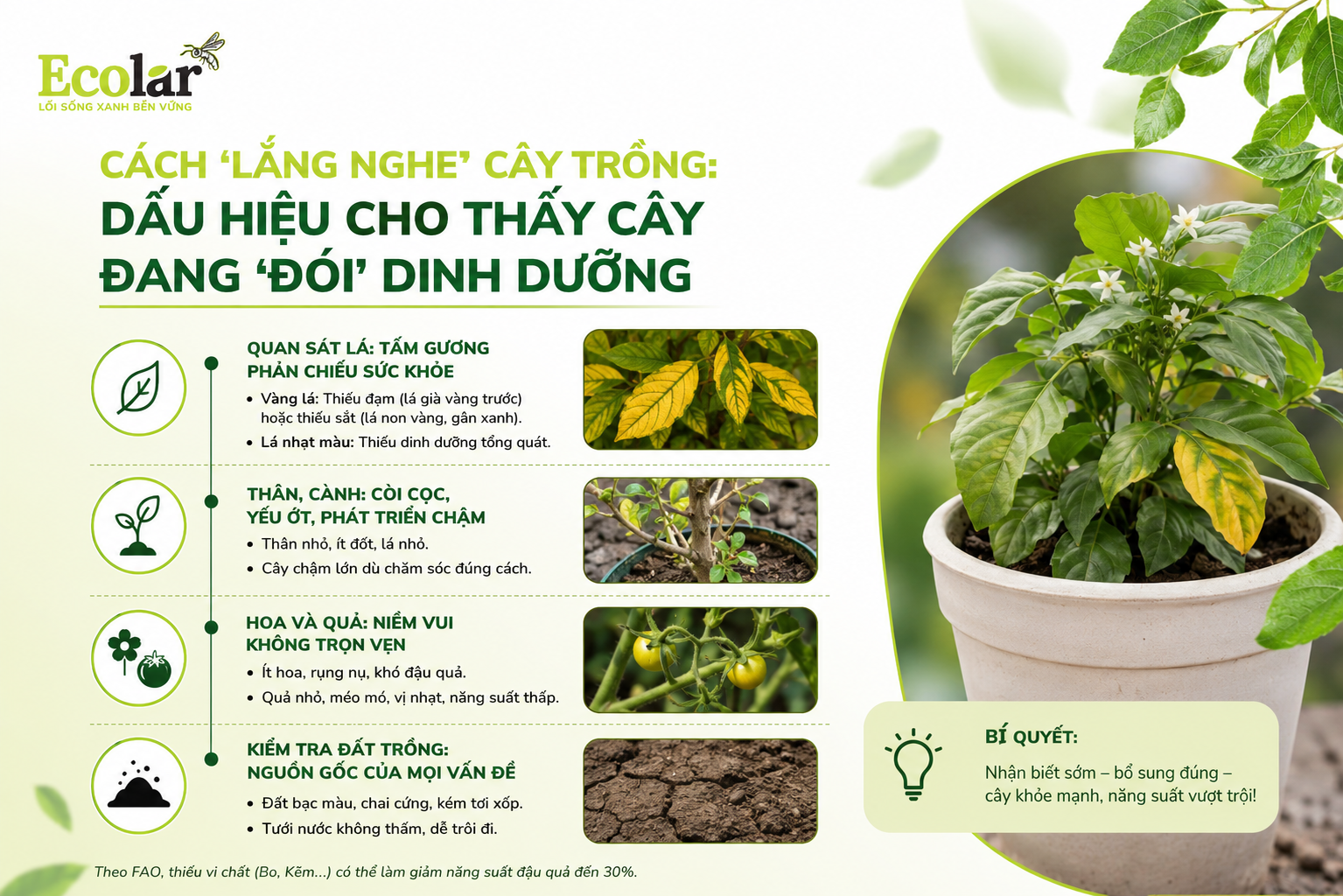 Cách 'Lắng Nghe' Cây Trồng: Dấu Hiệu Cho Thấy Cây Đang 'Đói' Dinh Dưỡng