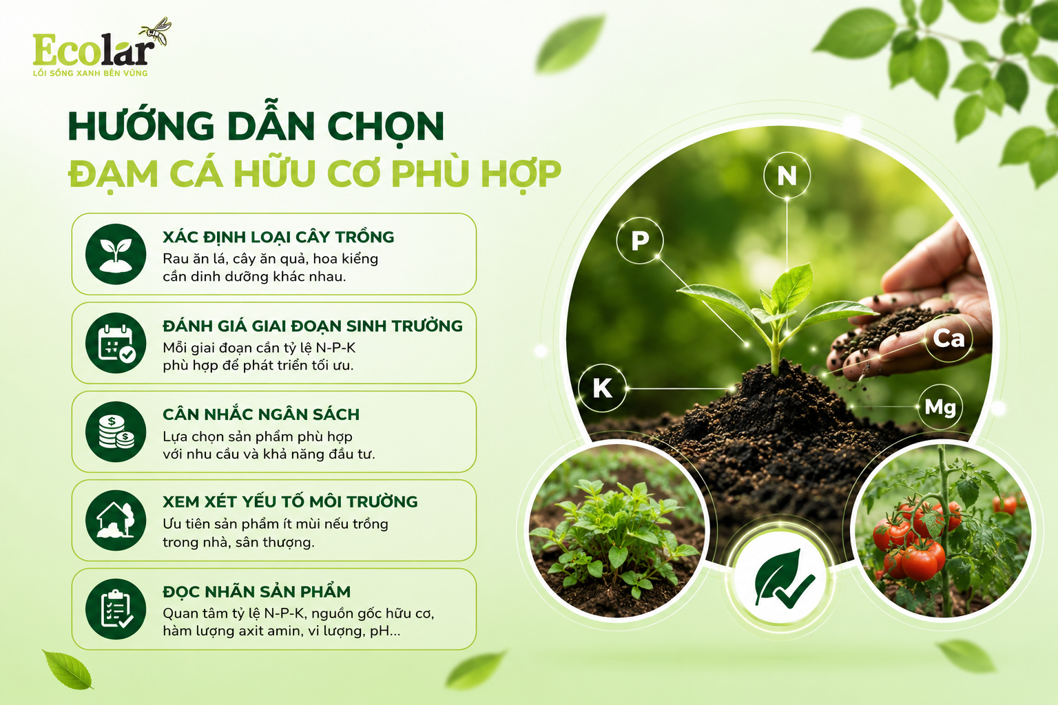 Giải Mã Đạm Cá Hữu Cơ: Không Chỉ Là 'Nước Cá' Đơn Thuần