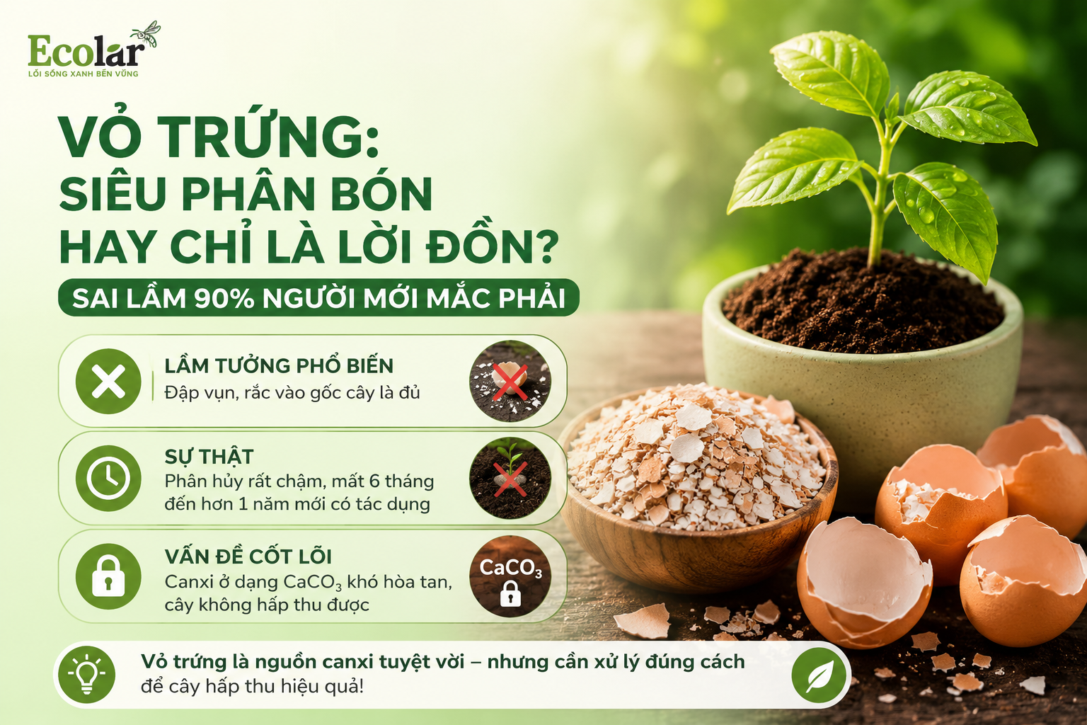 Vỏ Trứng: Siêu Phân Bón Hay Chỉ Là Lời Đồn? Sai Lầm 90% Người Mới Mắc Phải