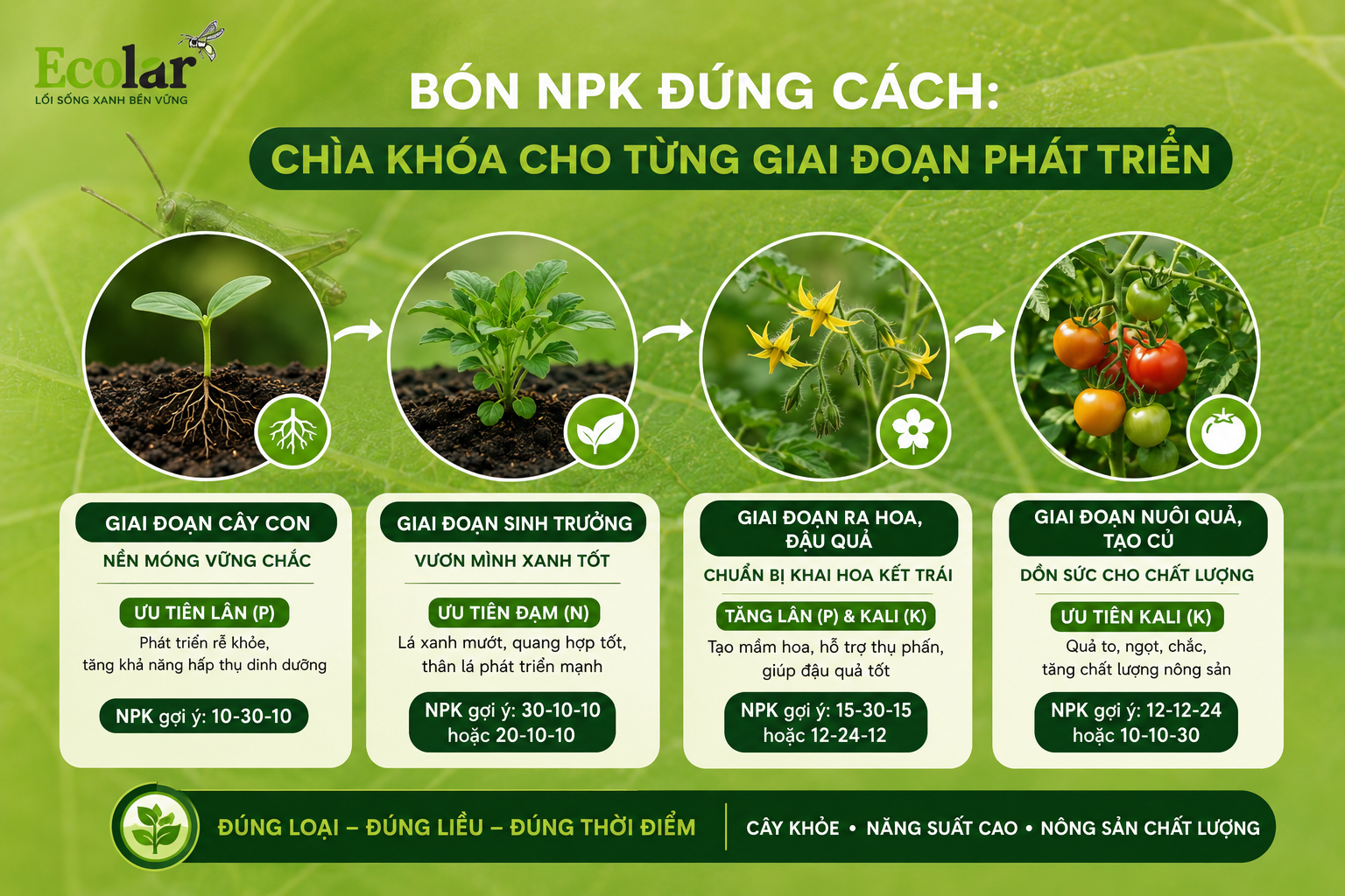 Bón NPK Đúng Cách: Chìa Khóa Cho Từng Giai Đoạn Phát Triển