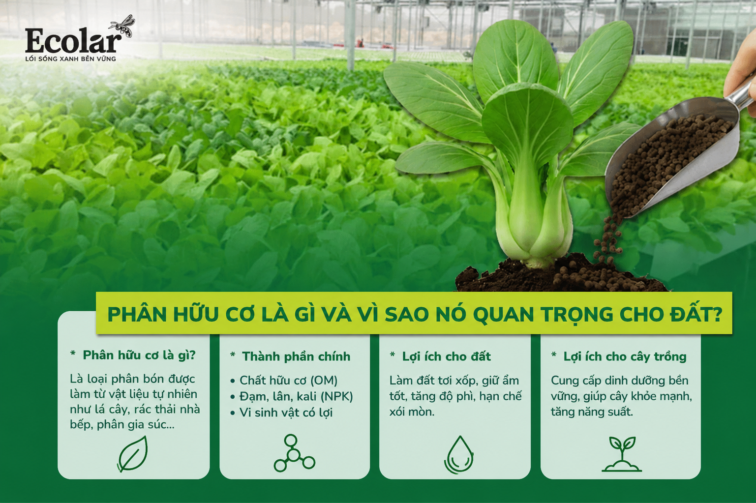 Phân Hữu Cơ Là Gì Và Vì Sao Nó Quan Trọng Cho Đất?