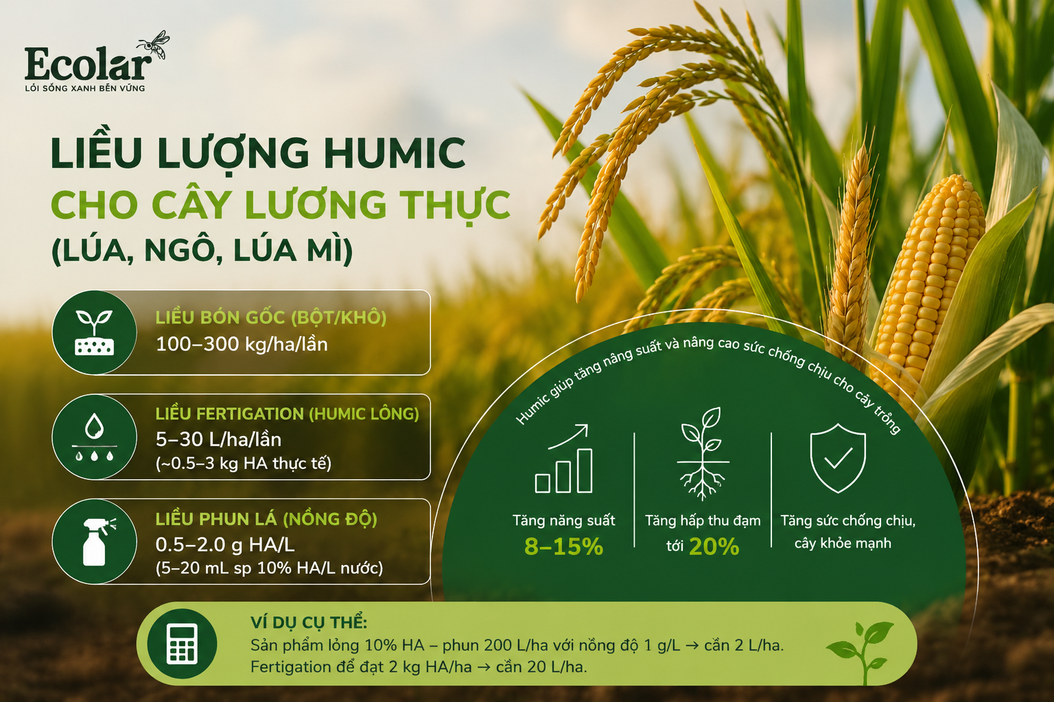 Liều lượng humic cho cây lương thực (lúa, ngô, lúa mì)